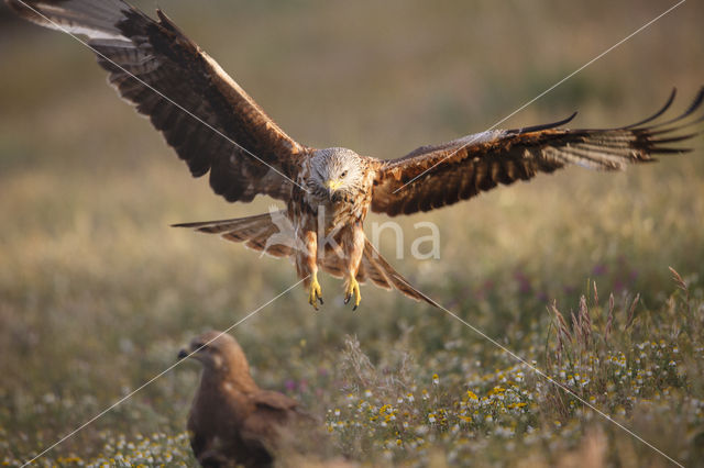 Red Kite (Milvus milvus)