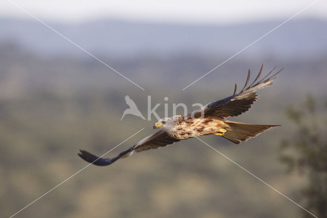 Red Kite (Milvus milvus)