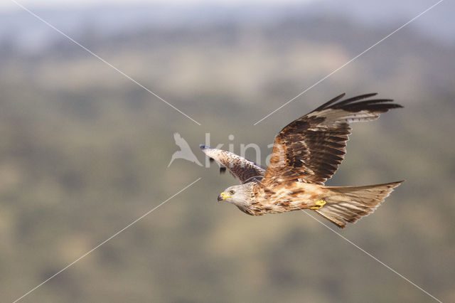 Red Kite (Milvus milvus)