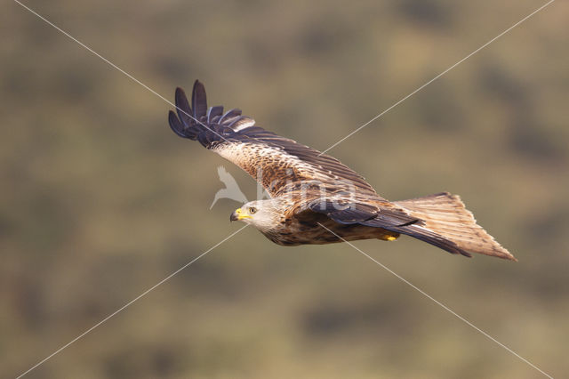 Red Kite (Milvus milvus)