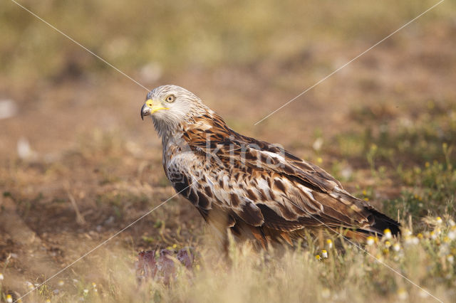 Red Kite (Milvus milvus)