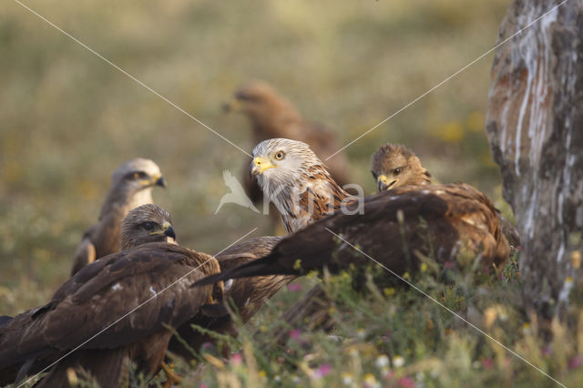 Red Kite (Milvus milvus)