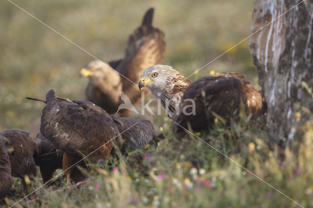 Red Kite (Milvus milvus)