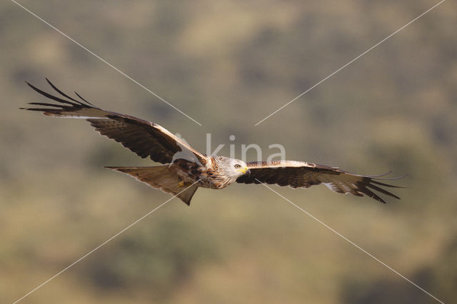 Red Kite (Milvus milvus)