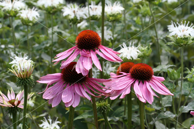 eastern purple coneflower (Echinacea purpurea)