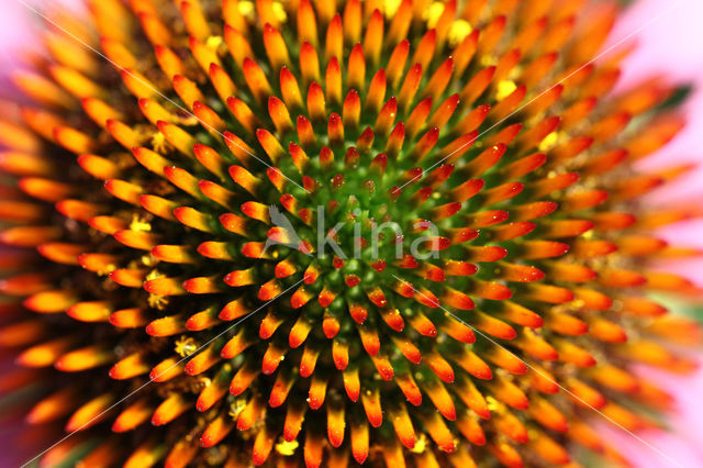 eastern purple coneflower (Echinacea purpurea)