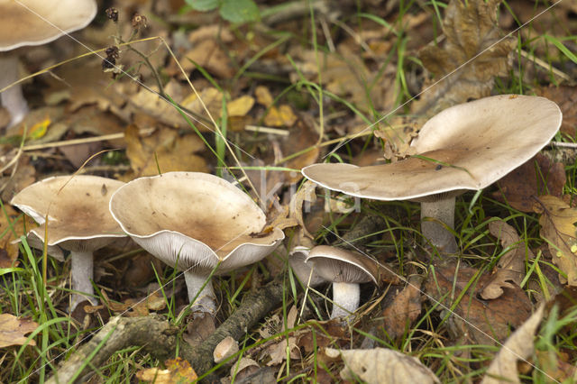 Roodbruine schijnridderzwam (Lepista flaccida)