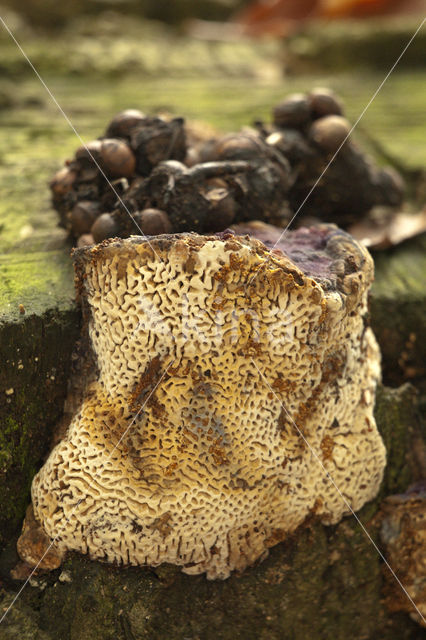 Red Banded Polypore (Fomitopsis pinicola)