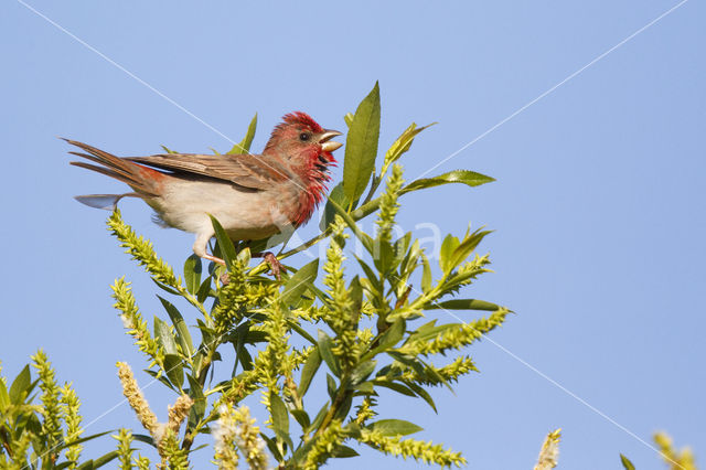 Roodmus (Carpodacus erythrinus)