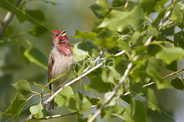 Roodmus (Carpodacus erythrinus)