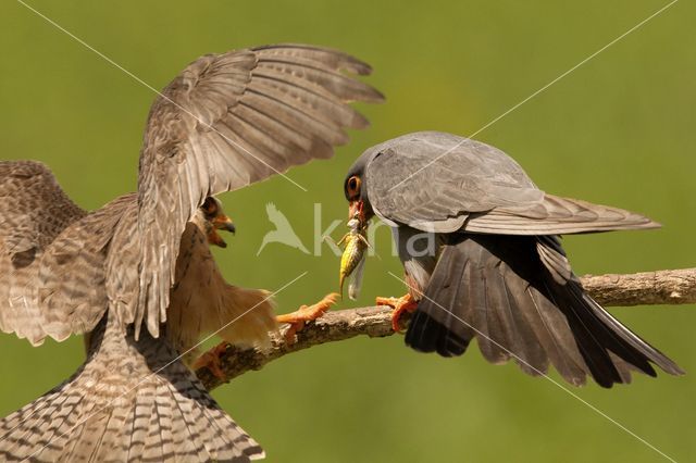 Red-footed Falcon (Falco vespertinus)