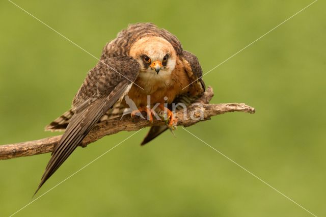 Red-footed Falcon (Falco vespertinus)