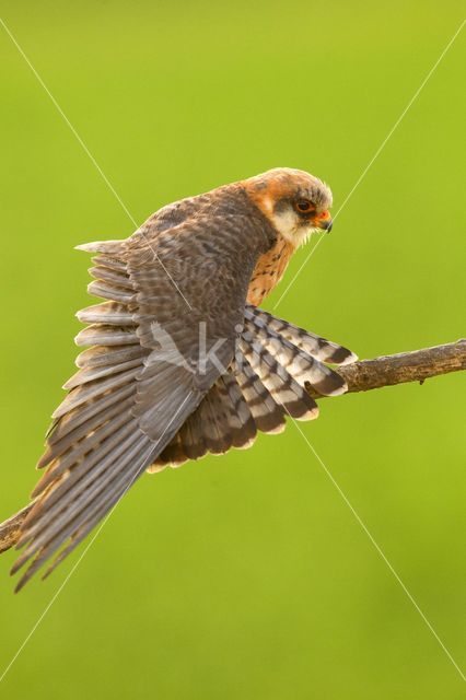 Red-footed Falcon (Falco vespertinus)