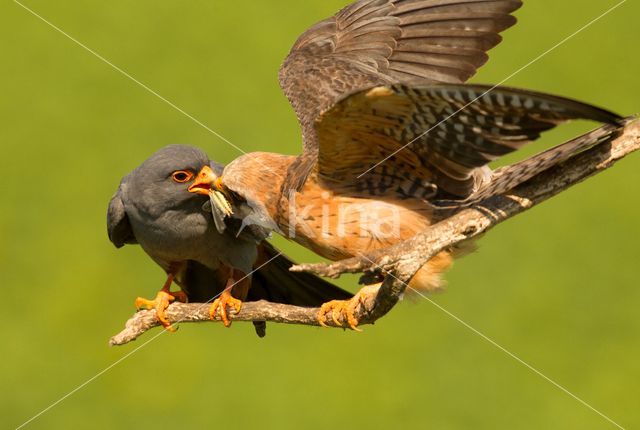 Red-footed Falcon (Falco vespertinus)