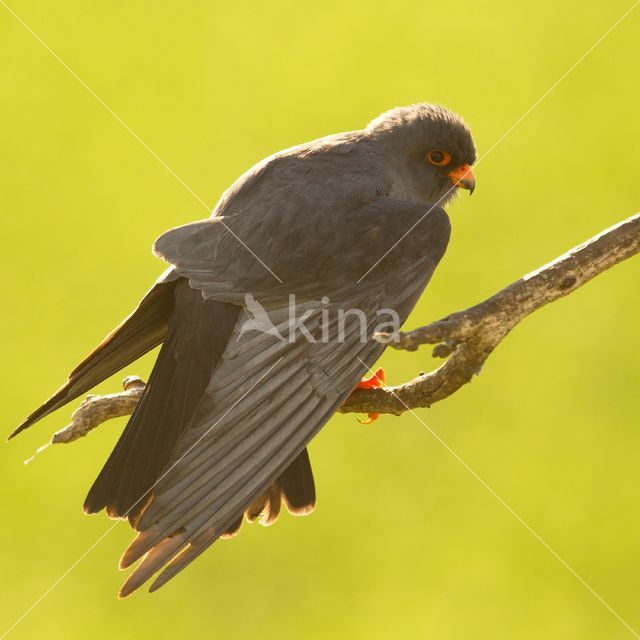 Roodpootvalk (Falco vespertinus)
