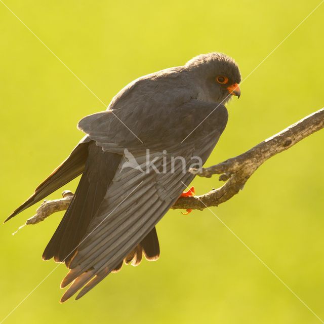 Red-footed Falcon (Falco vespertinus)