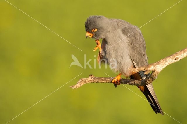 Red-footed Falcon (Falco vespertinus)