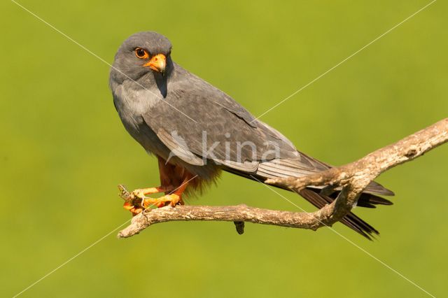 Red-footed Falcon (Falco vespertinus)