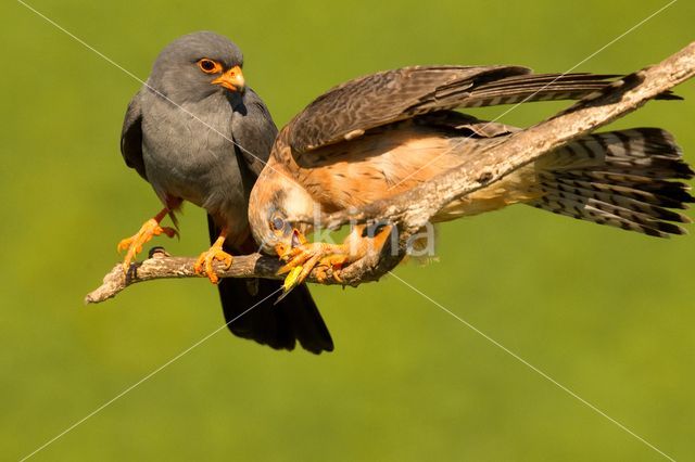 Red-footed Falcon (Falco vespertinus)