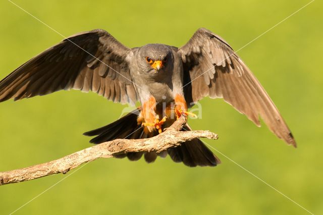 Red-footed Falcon (Falco vespertinus)