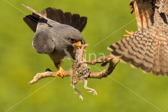 Red-footed Falcon (Falco vespertinus)
