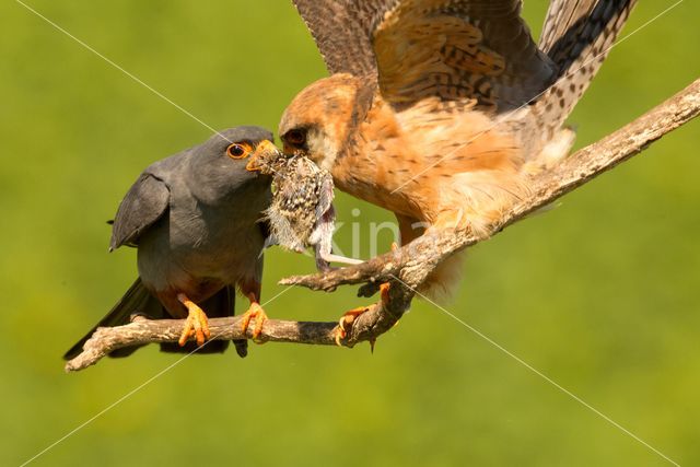 Red-footed Falcon (Falco vespertinus)