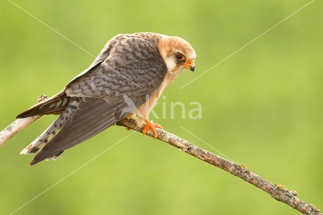 Red-footed Falcon (Falco vespertinus)