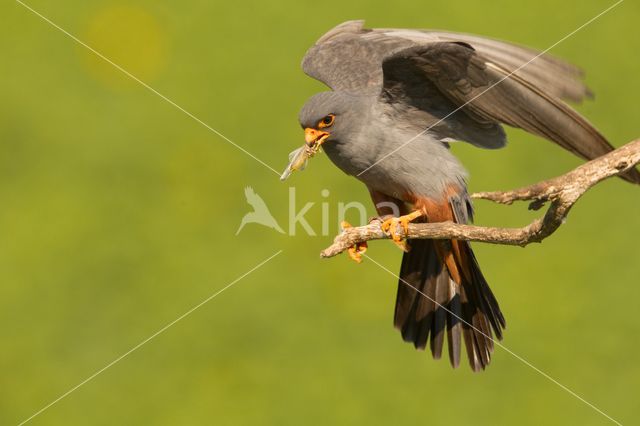 Red-footed Falcon (Falco vespertinus)