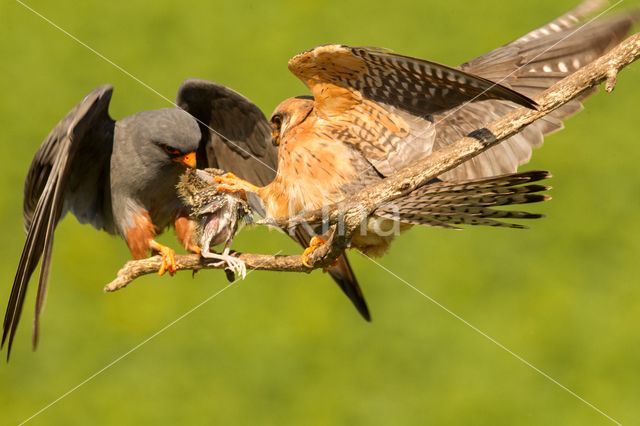 Red-footed Falcon (Falco vespertinus)