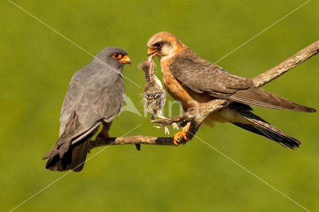 Roodpootvalk (Falco vespertinus)