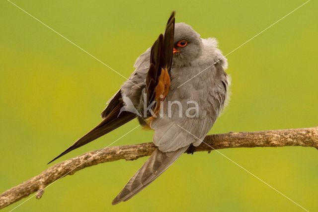 Red-footed Falcon (Falco vespertinus)