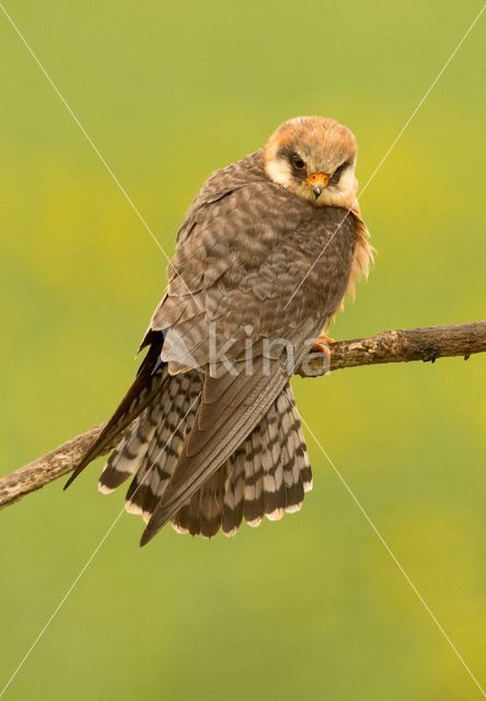 Red-footed Falcon (Falco vespertinus)