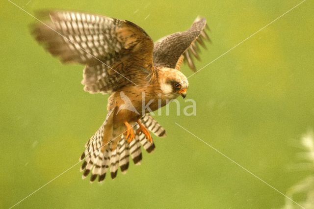 Red-footed Falcon (Falco vespertinus)