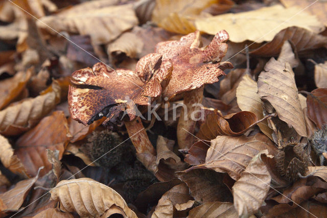 Roodschubbige gordijnzwam (Cortinarius bolaris)