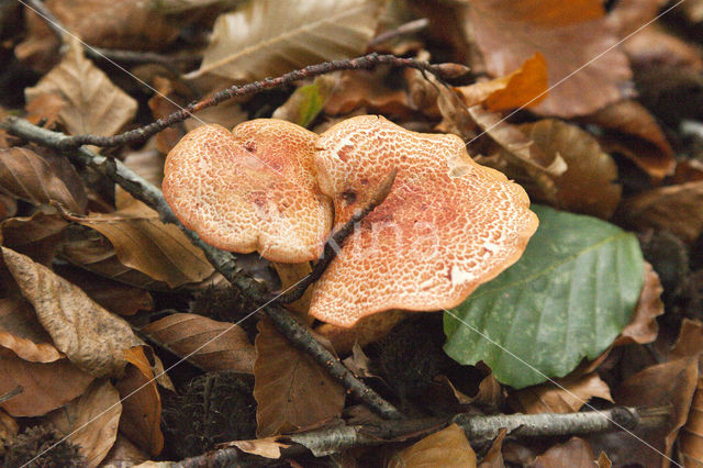 Roodschubbige gordijnzwam (Cortinarius bolaris)