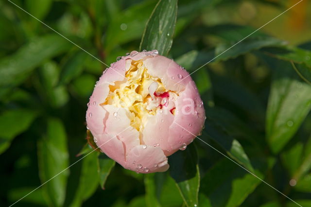 cabbage rose (Rosa centifolia)