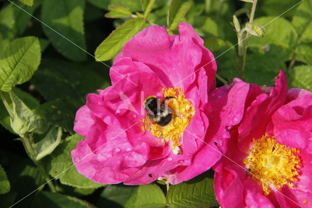French rose (Rosa gallica var officinalis)