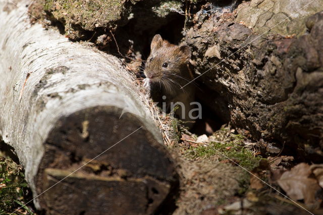 Rosse woelmuis (Myodes glareolus)