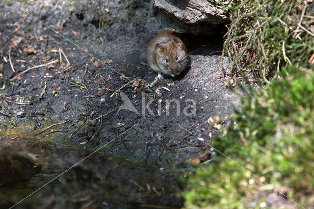 Rosse woelmuis (Myodes glareolus)