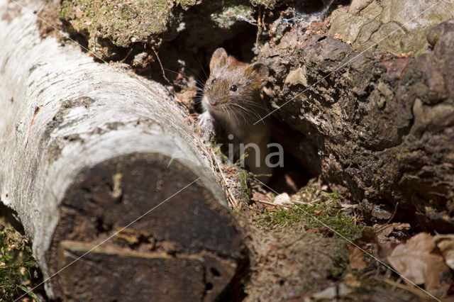 Rosse woelmuis (Myodes glareolus)