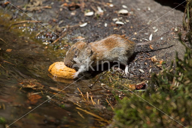 Rosse woelmuis (Myodes glareolus)