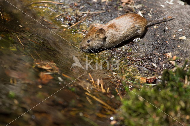 Rosse woelmuis (Myodes glareolus)