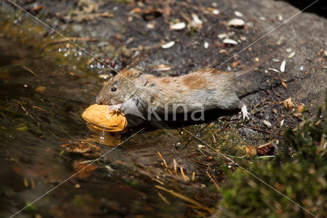 Rosse woelmuis (Myodes glareolus)