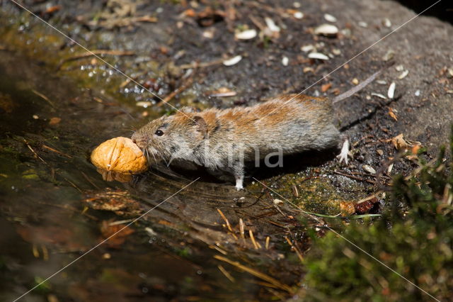 Rosse woelmuis (Myodes glareolus)