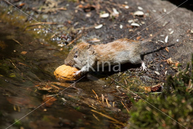 Rosse woelmuis (Myodes glareolus)