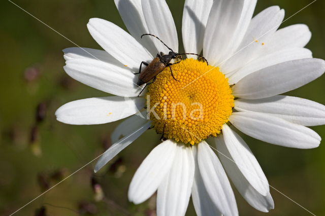 Darkling beetle (Lagria hirta)