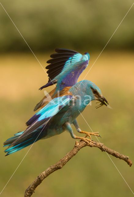 Scharrelaar (Coracias garrulus)