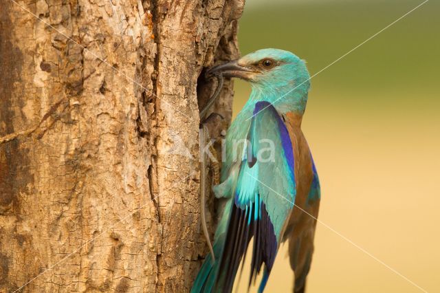 Scharrelaar (Coracias garrulus)