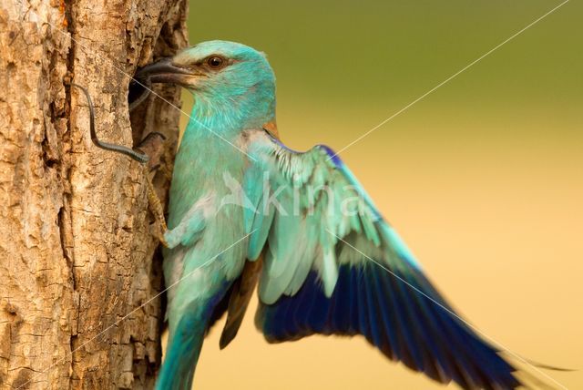 European Roller (Coracias garrulus)