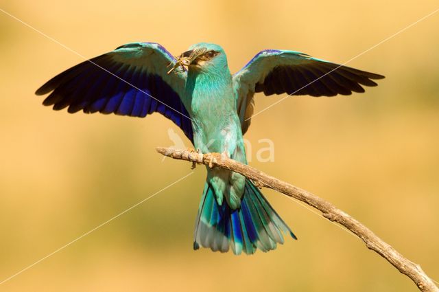 Scharrelaar (Coracias garrulus)